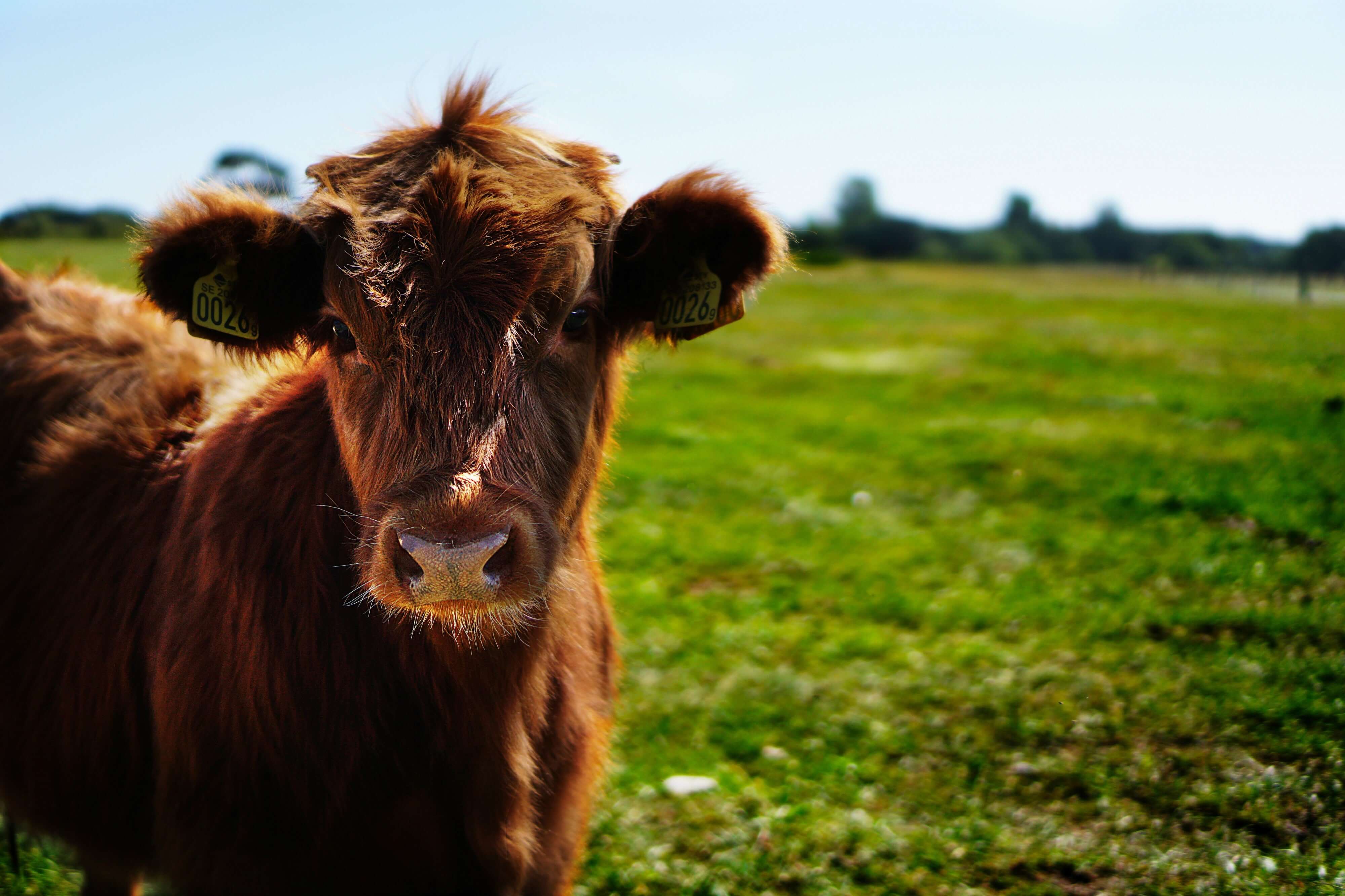 Got milk?
