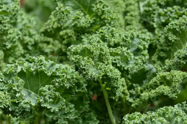 stalks of kale