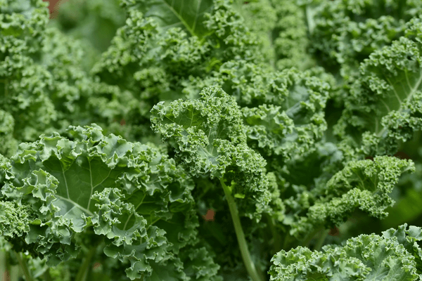 Benefits of Kale Smoothies: Why This Leafy Green Works So Well in a Blend